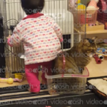 【テレビ局採用動画】【地上波放映】猫の恩返しならぬ、猫の仕返しだにゃー【メディア採用計3回】
